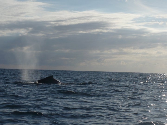 Los delfines nos acompañan